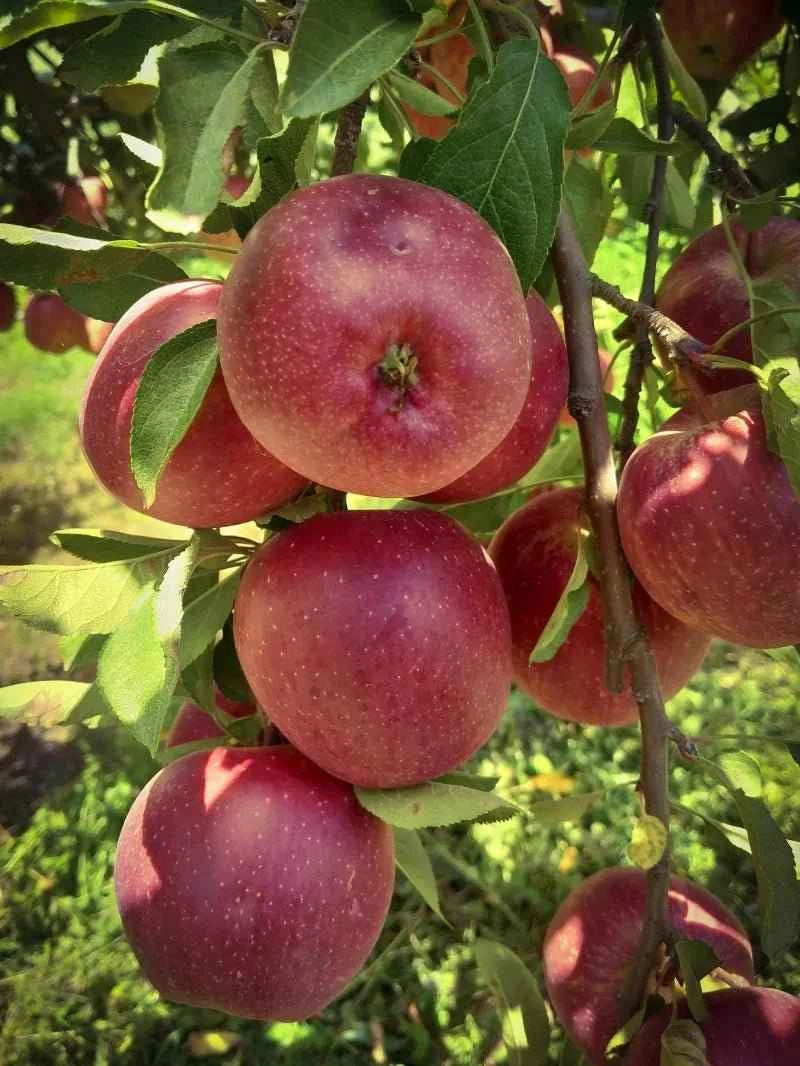 Fuji Apple Tree