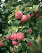 Gala Apple Tree