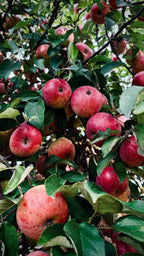 Gala Apple Tree