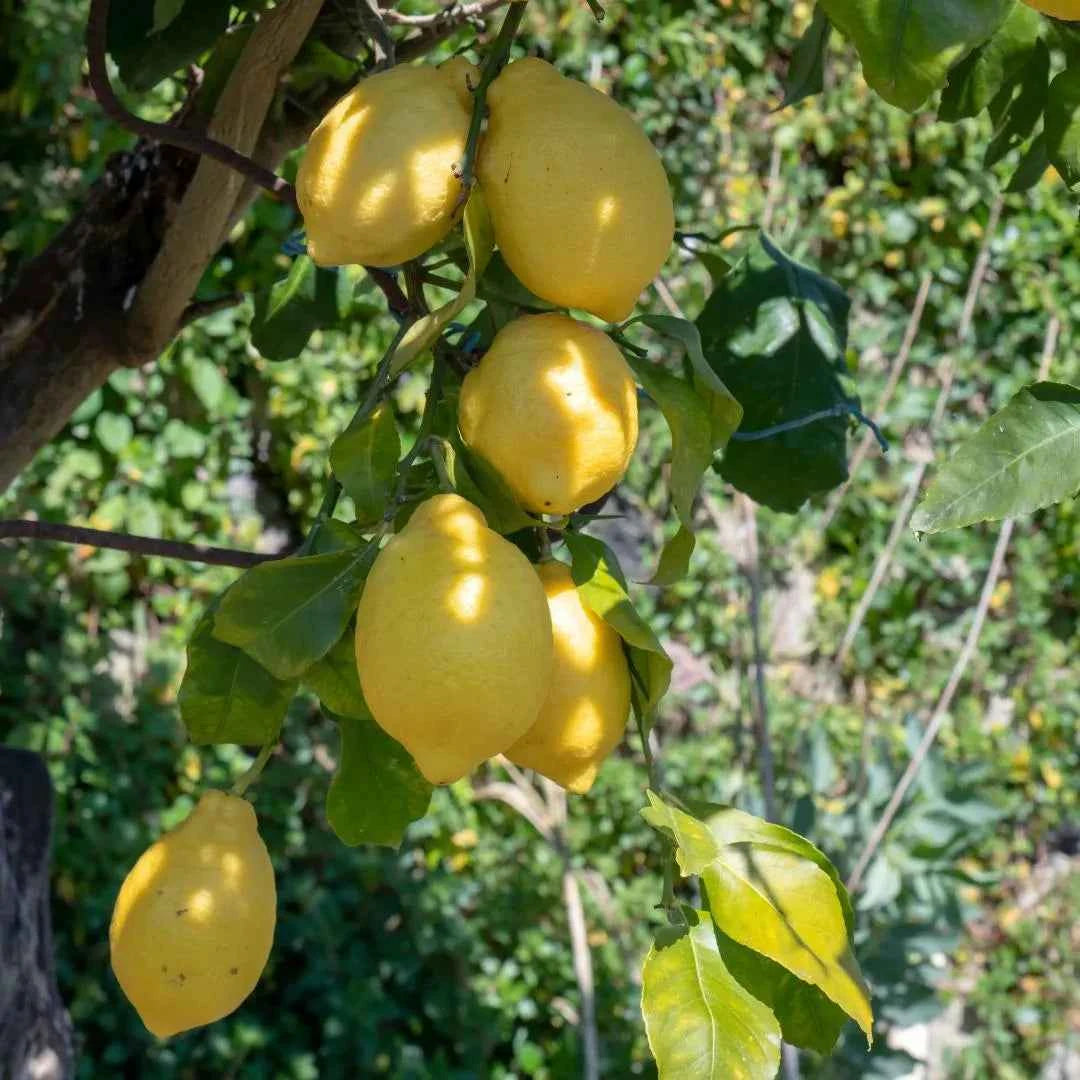 Harvey Lemon Tree