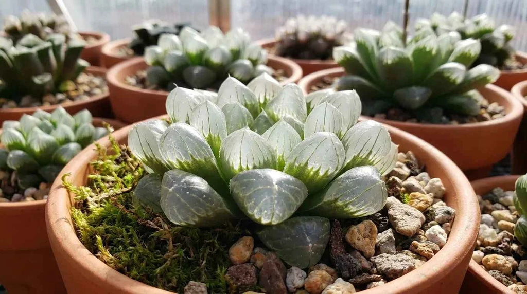 Potted Haworthia succulent with clustered light green rosette leaves on gravel