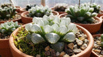 Haworthia Cooperi "Frozen Lantern" - 2x2" Pot Digital Eye - Shield - Soil Song