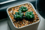 Haworthia 'Ice Lantern' Crystal - Clear Jewel Succulent - Soil Song