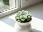 Haworthia 'Ice Lantern' Crystal - Clear Jewel Succulent - Soil Song