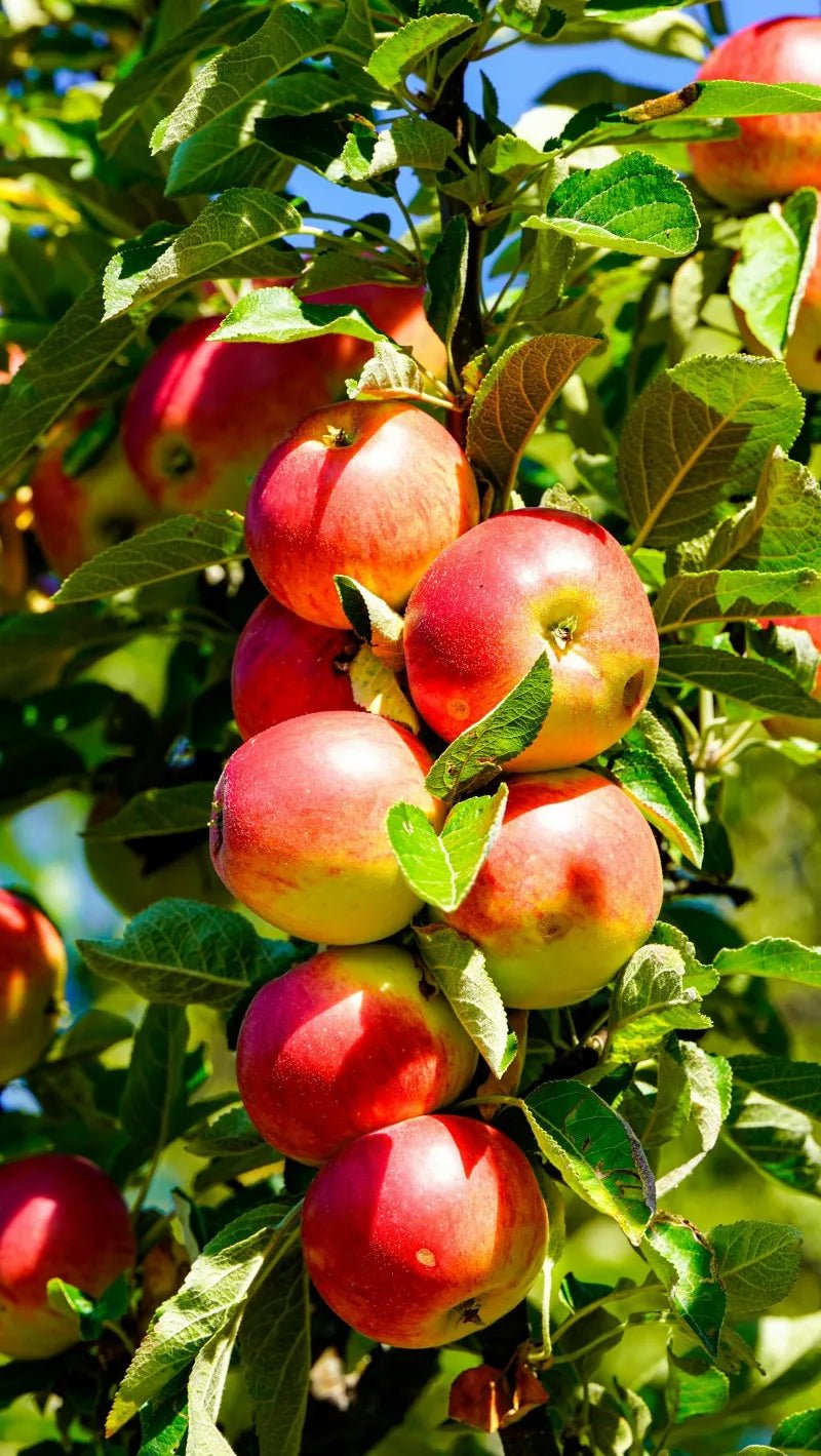 HoneyCrisp Apple Tree - Soil Song