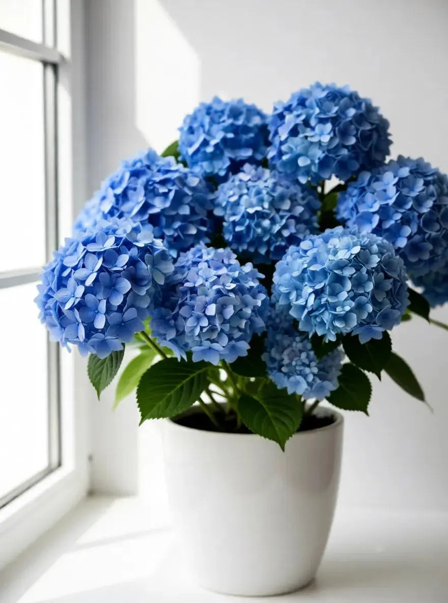 Hydrangea Sapling - Soil Song