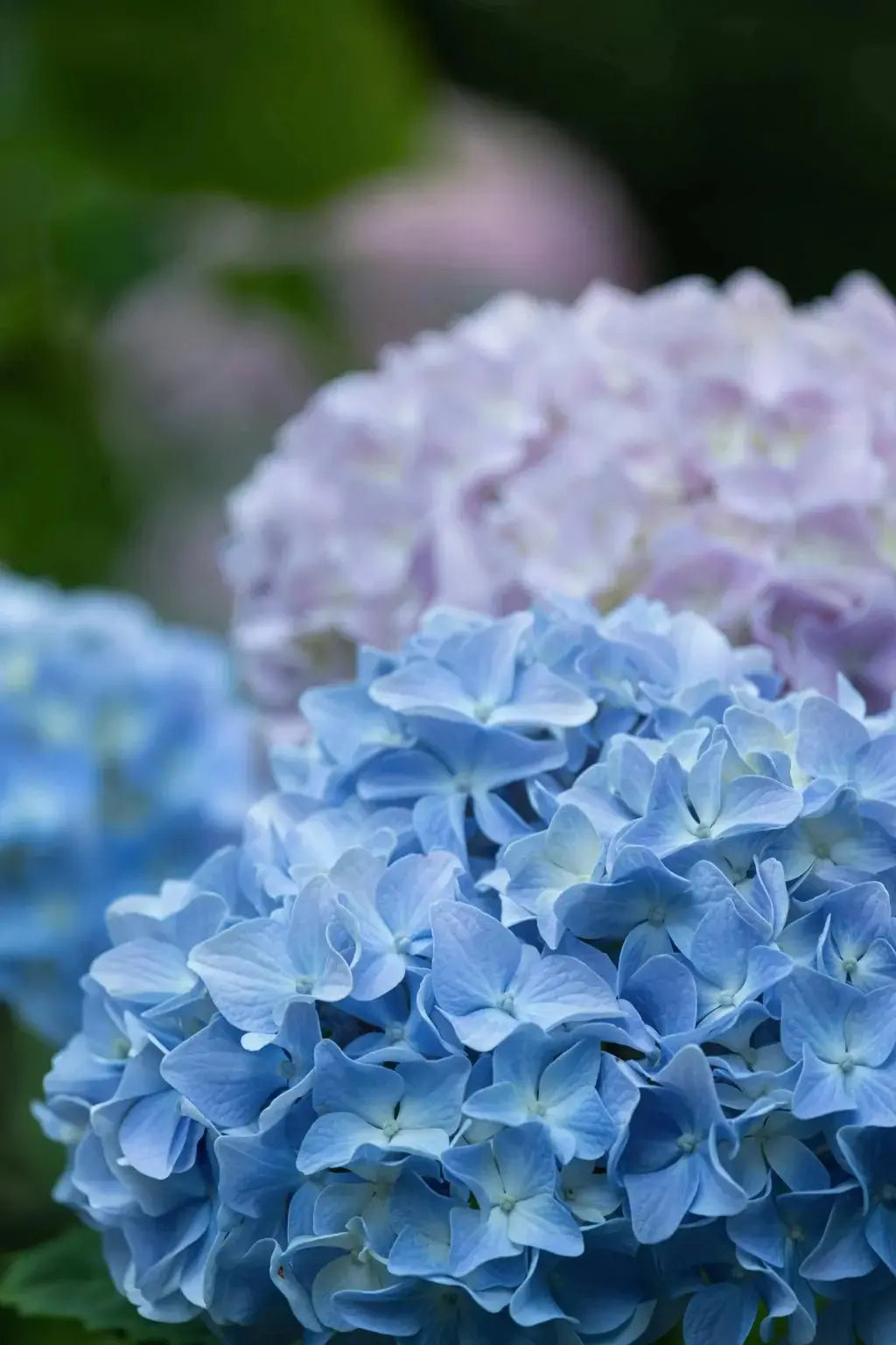 Hydrangea Sapling - Soil Song