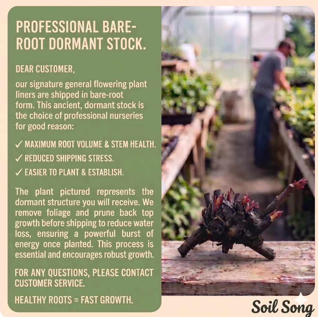 Hydrangea Sapling - Soil Song