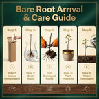 Stanley Plum Tree Soil Song
