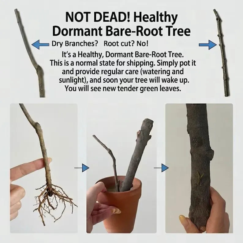 Bing Cherry Tree Soil Song