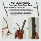 Red Delicious Apple Tree Soil Song