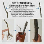 Pickering mango tree bare-root instruction panel showing sprout and root bundle in pot