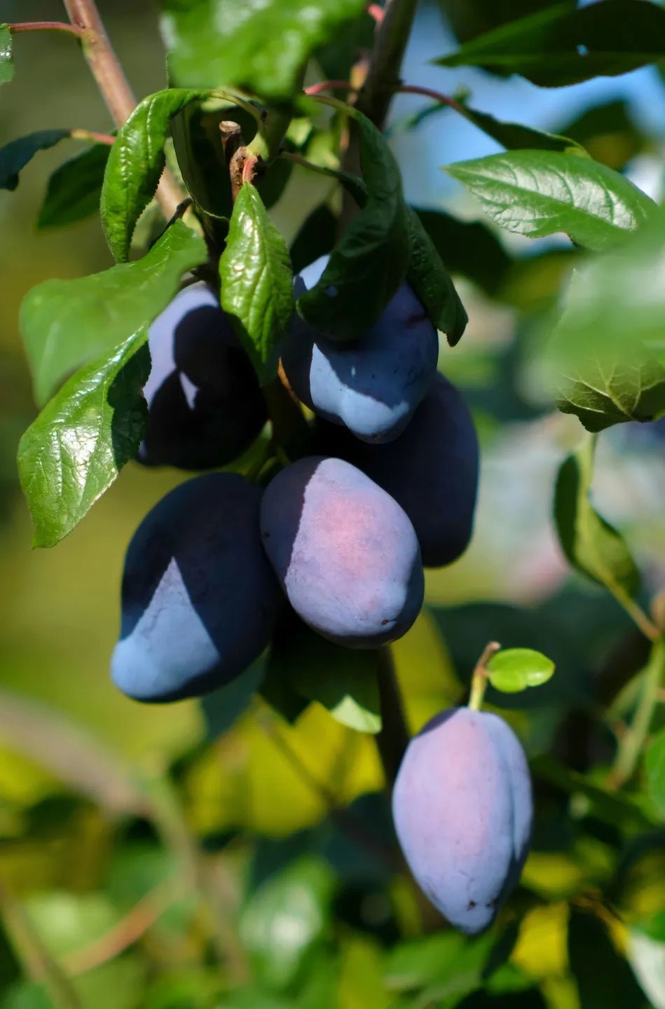 Italian Plum Tree - Soil Song
