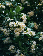 Jasmine Flower Sapling - Soil Song