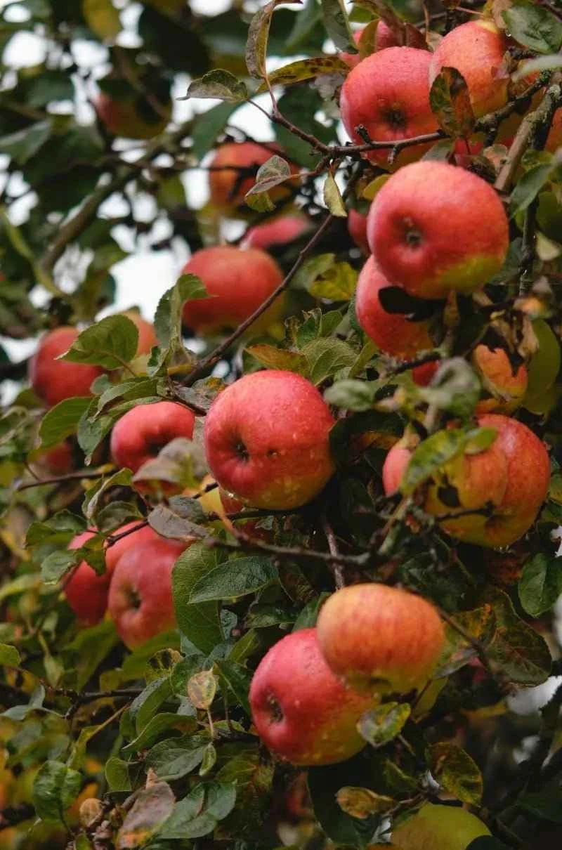 JonaGold Apple Tree