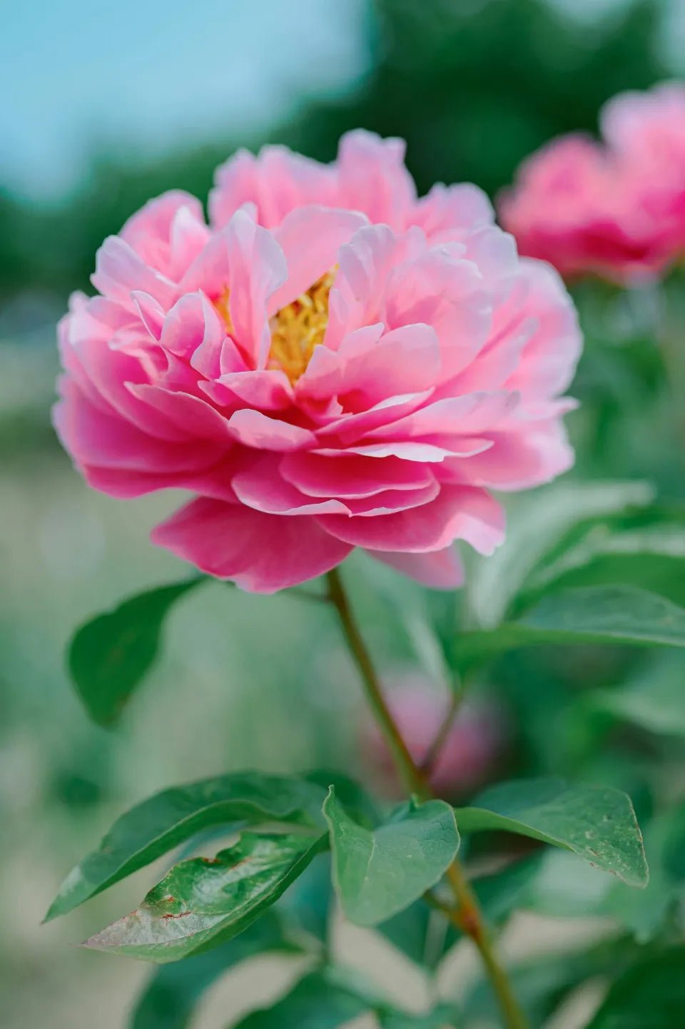 Karl Rosenfield Peony Root - Soil Song