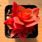 Red succulent rosette plant in a small black plastic pot