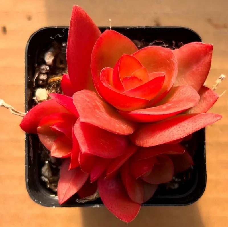 Red succulent rosette plant in a small black plastic pot