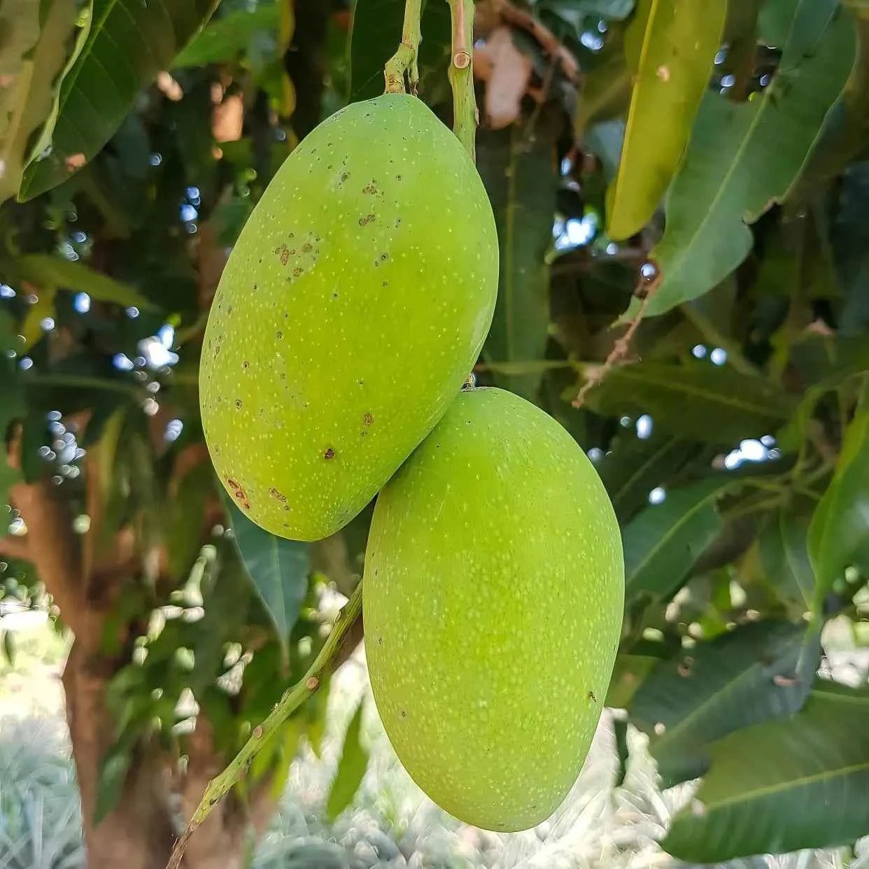 Two green mangoes on mango tree branches with glossy leaves