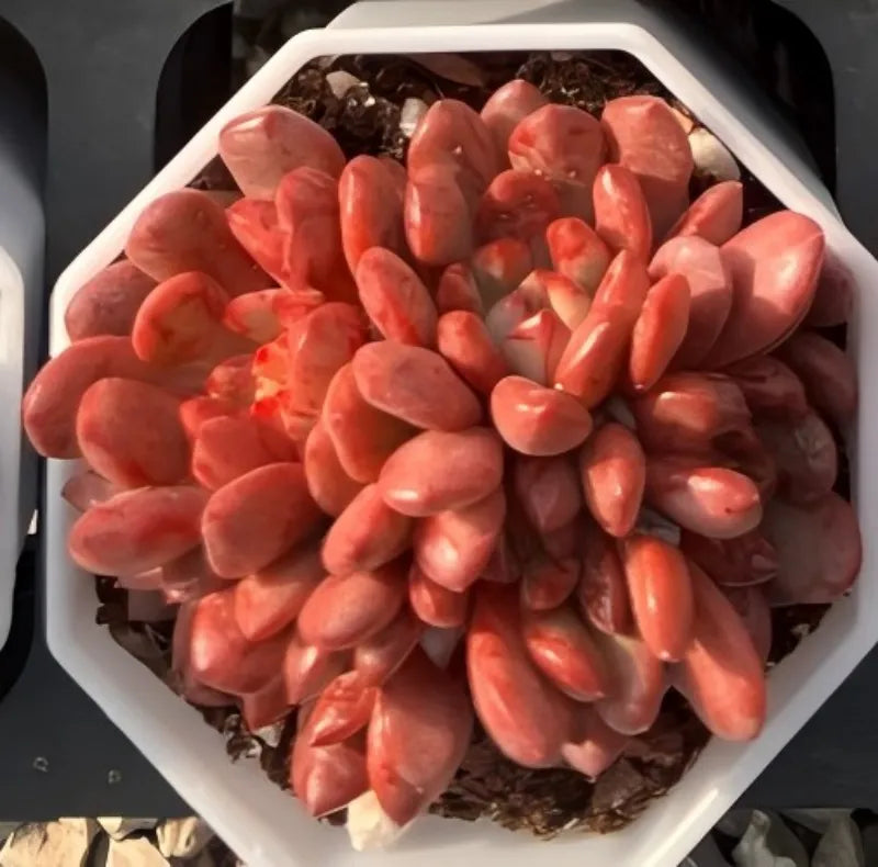 Coral pink echeveria succulent cluster in white hexagonal pot