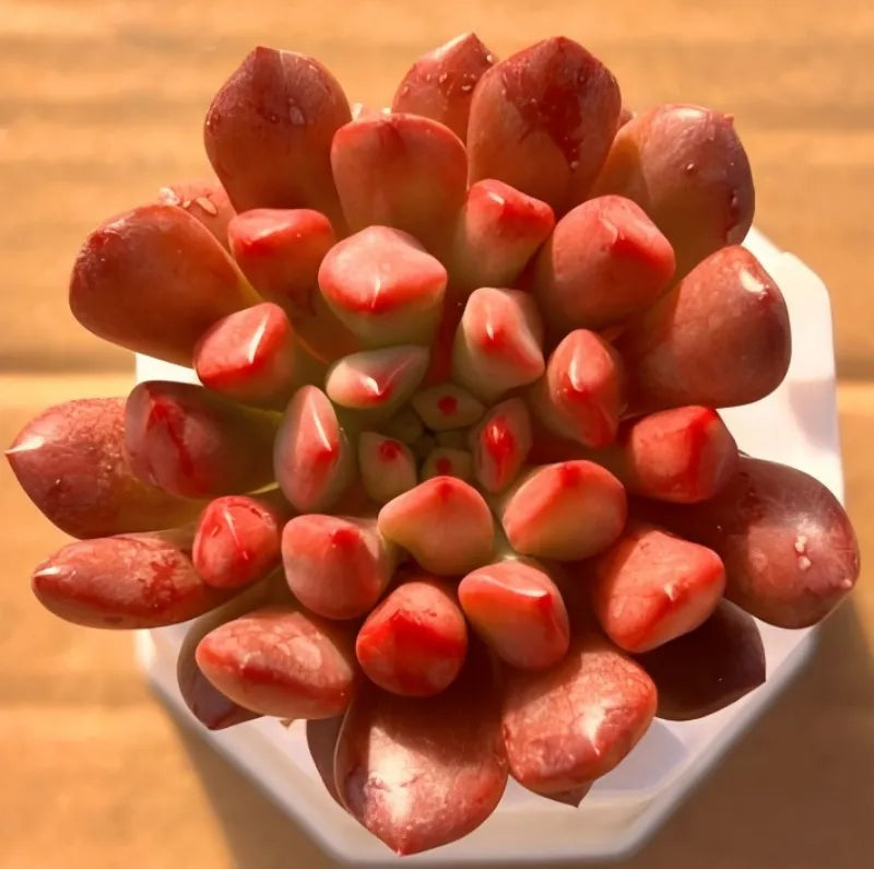 Red succulent rosette cluster in small white pot, centered close-up