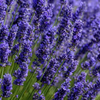 Purple lavender flower spikes on green stems, close-up garden view
