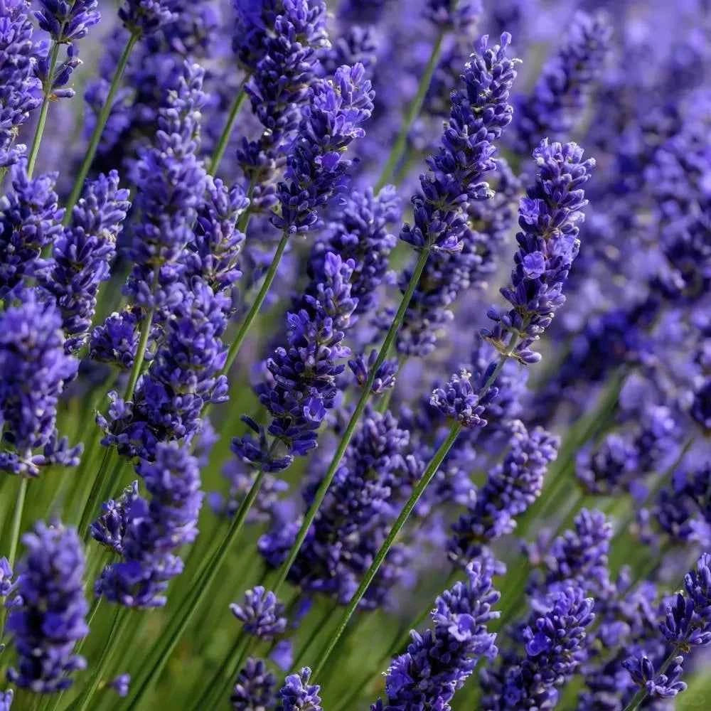 Purple lavender flower spikes on green stems, close-up garden view