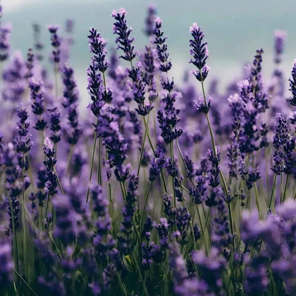 Lavender flower field with tall purple spikes and green stems