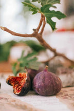 LSU Purple Fig Tree
