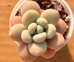 Succulent cluster in round pot with pale green leaves and pink base