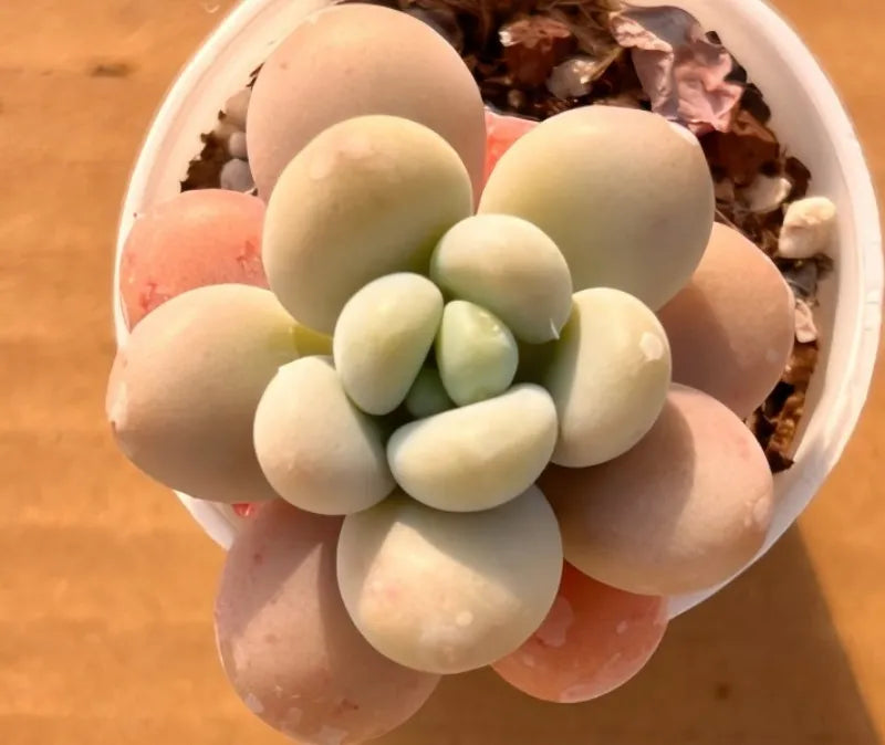 Potted succulent with cream-green rosette leaves in a small round pot