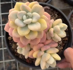 Small plant pot with layered pink, cream, and yellow rosette succulents