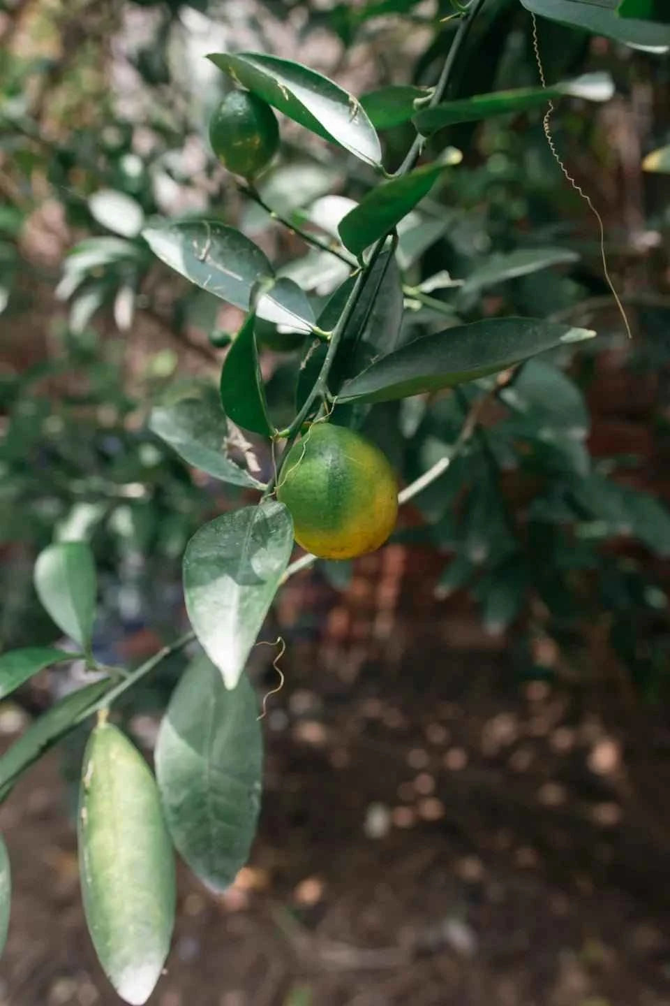 Meyer Lemon Tree
