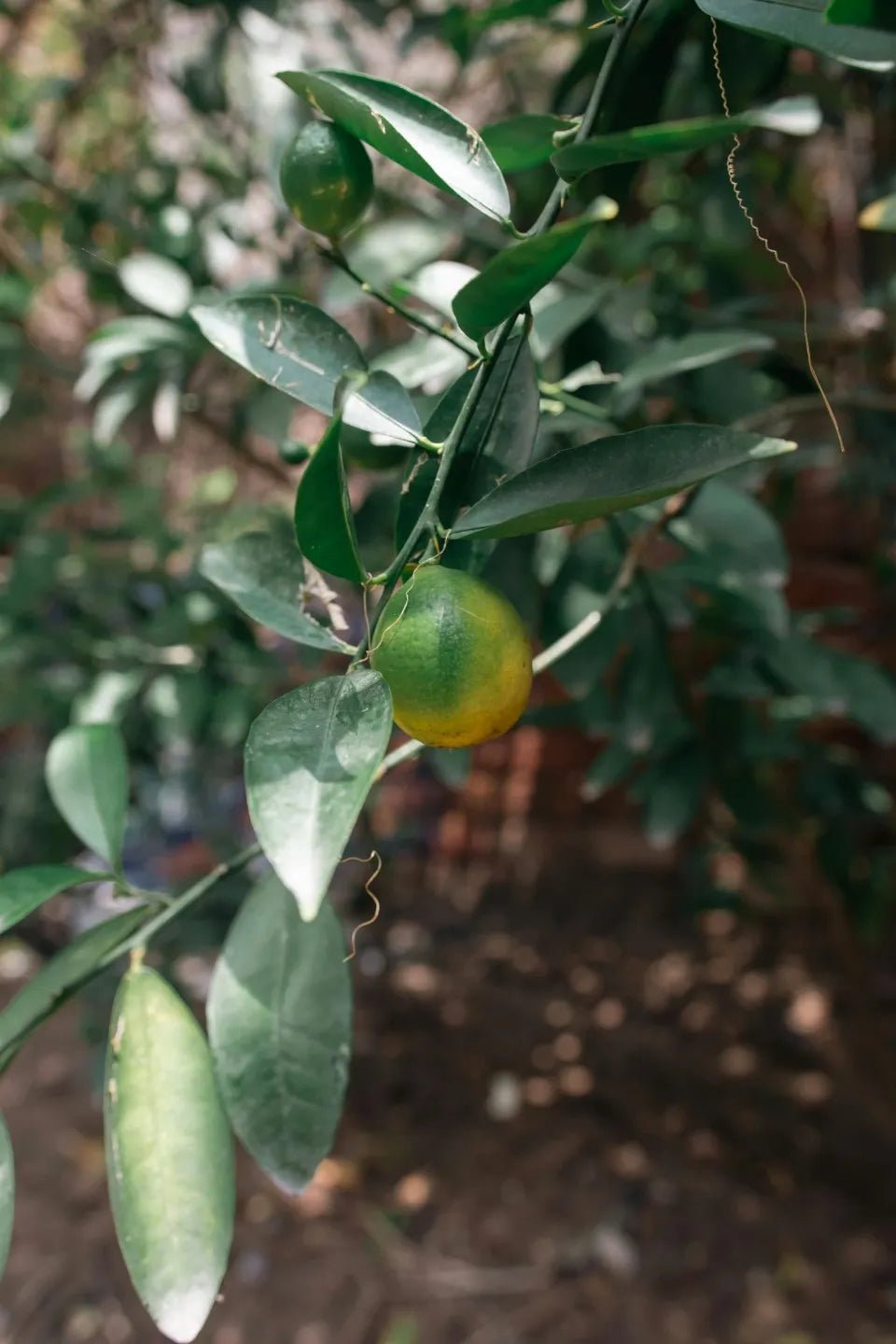 Meyer Lemon Tree - Soil Song