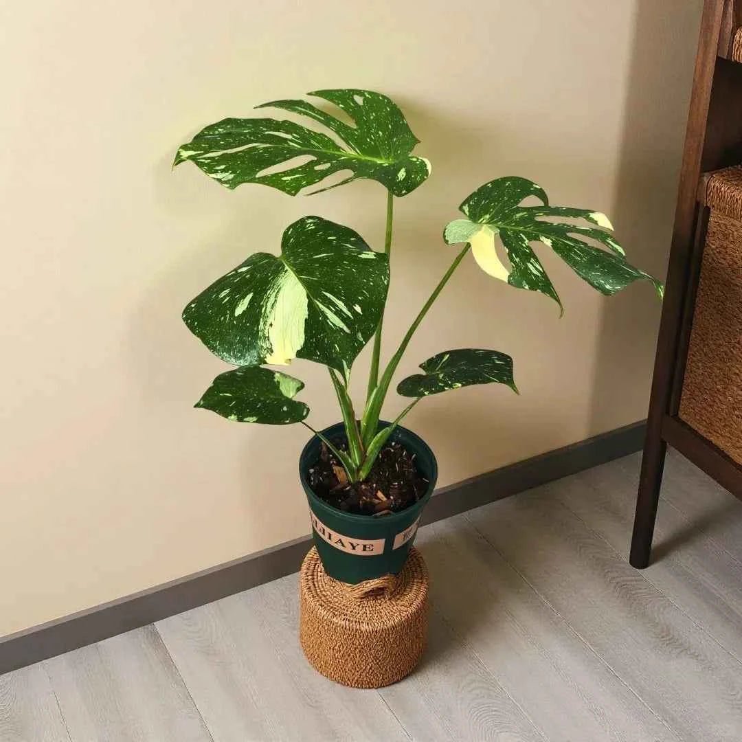 Variegated Monstera plant in dark pot with woven stand, split-leaf green foliage