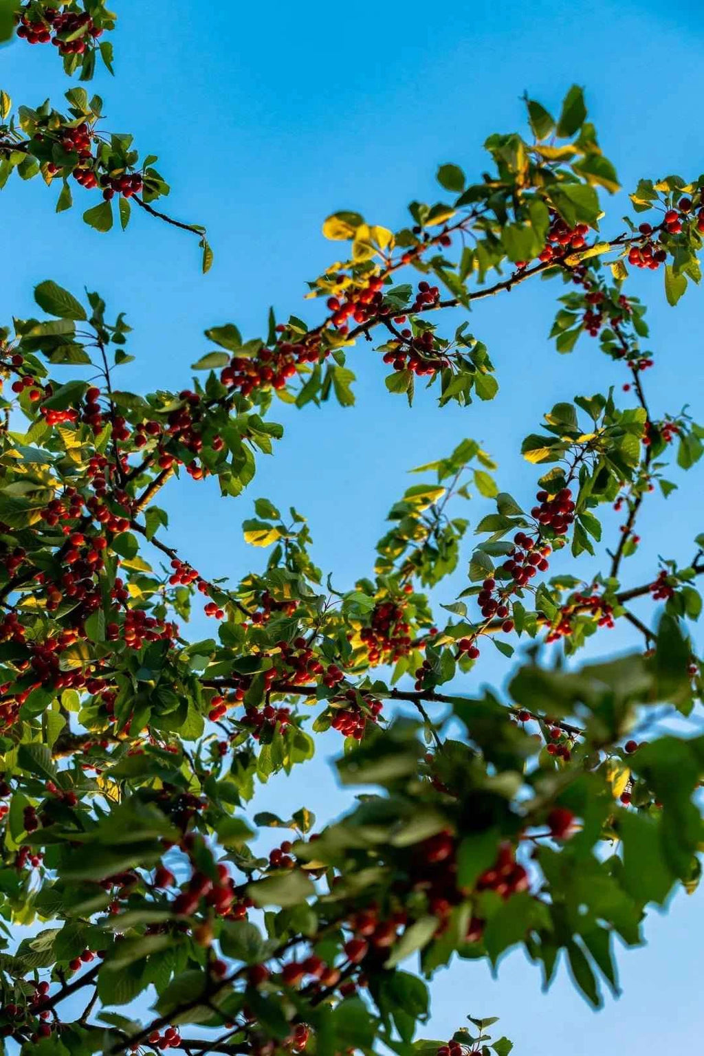 Montmorency Cherry Tree