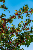 Montmorency Cherry Tree