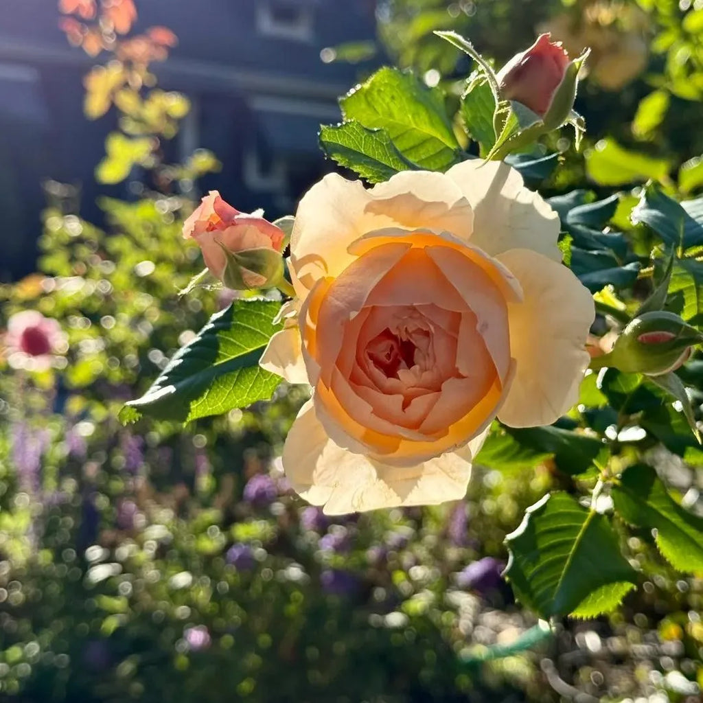 Masora Rose Soil Song