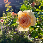 Masora Rose Soil Song