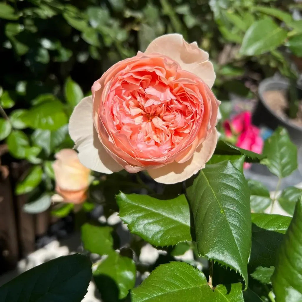 Masora Rose Soil Song
