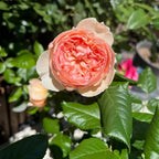 Masora Rose Soil Song