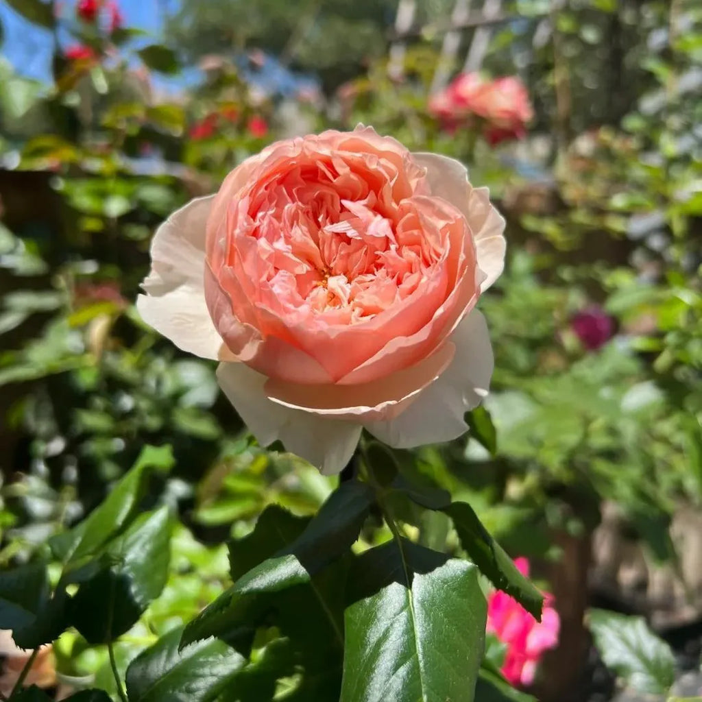 Masora Rose Soil Song
