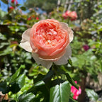 Masora Rose Soil Song