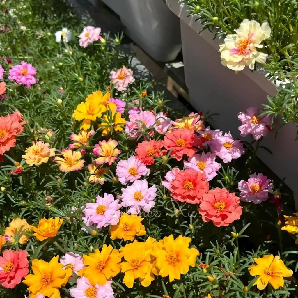 Colorful moss rose flower mix with pink, yellow, coral, and white blooms