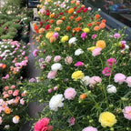 Pastel and bright moss rose flowers—pink, yellow, orange, and white—in planters