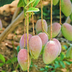 Tommy Atkins Mango Tree Soil Song