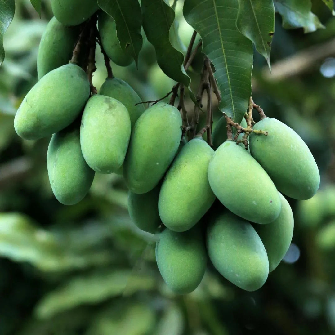 Keitt Mango Tree Soil Song