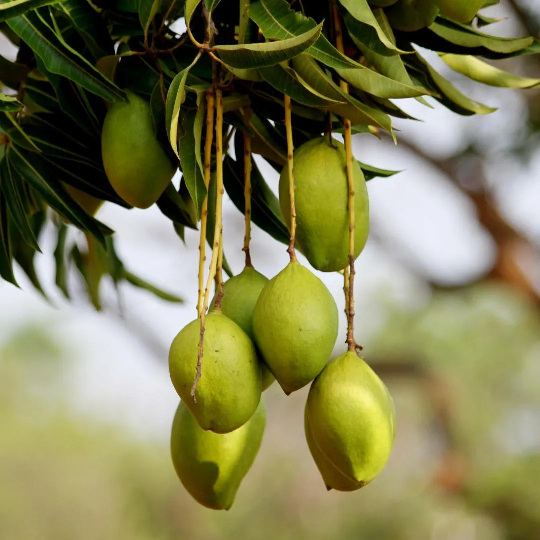 Mallika Mango Tree Soil Song