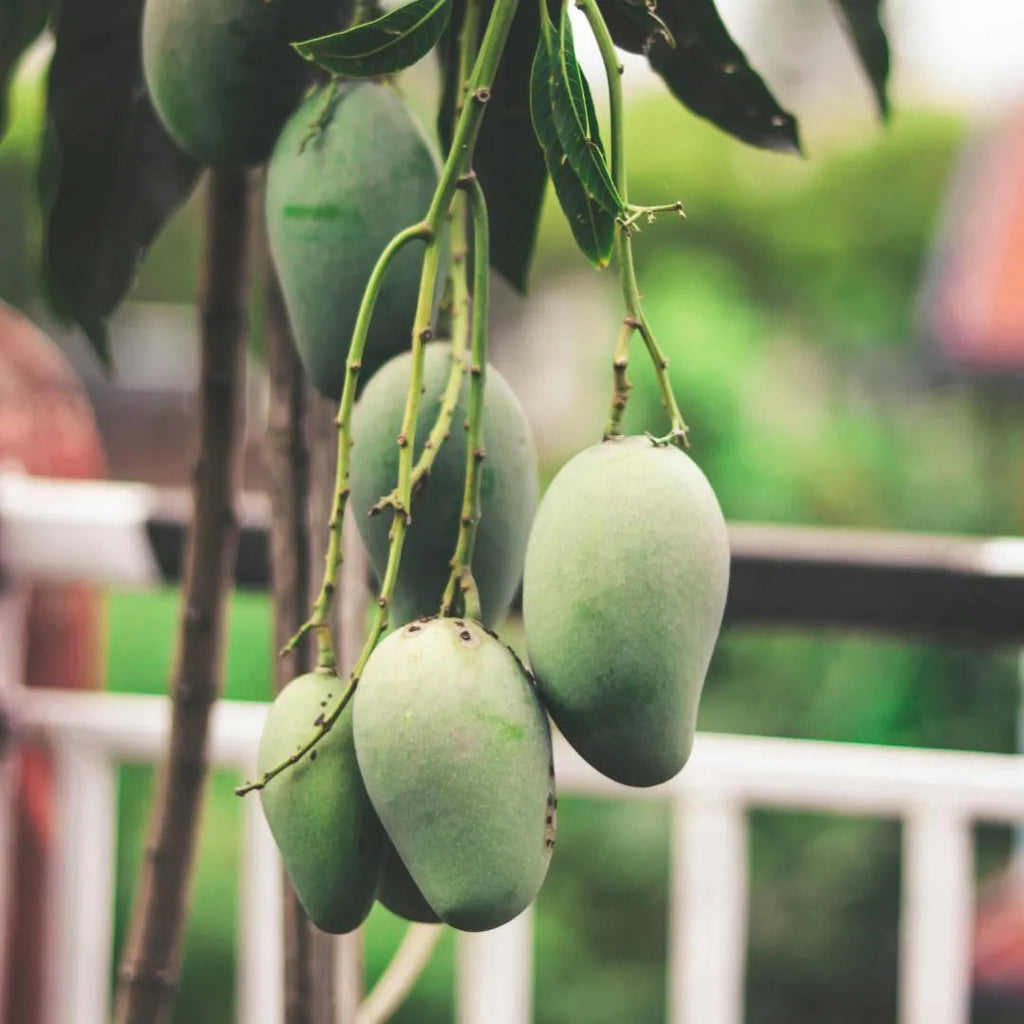 Nam Dok Mai Mango Tree Soil Song