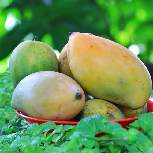Alphonso Mango Tree Soil Song